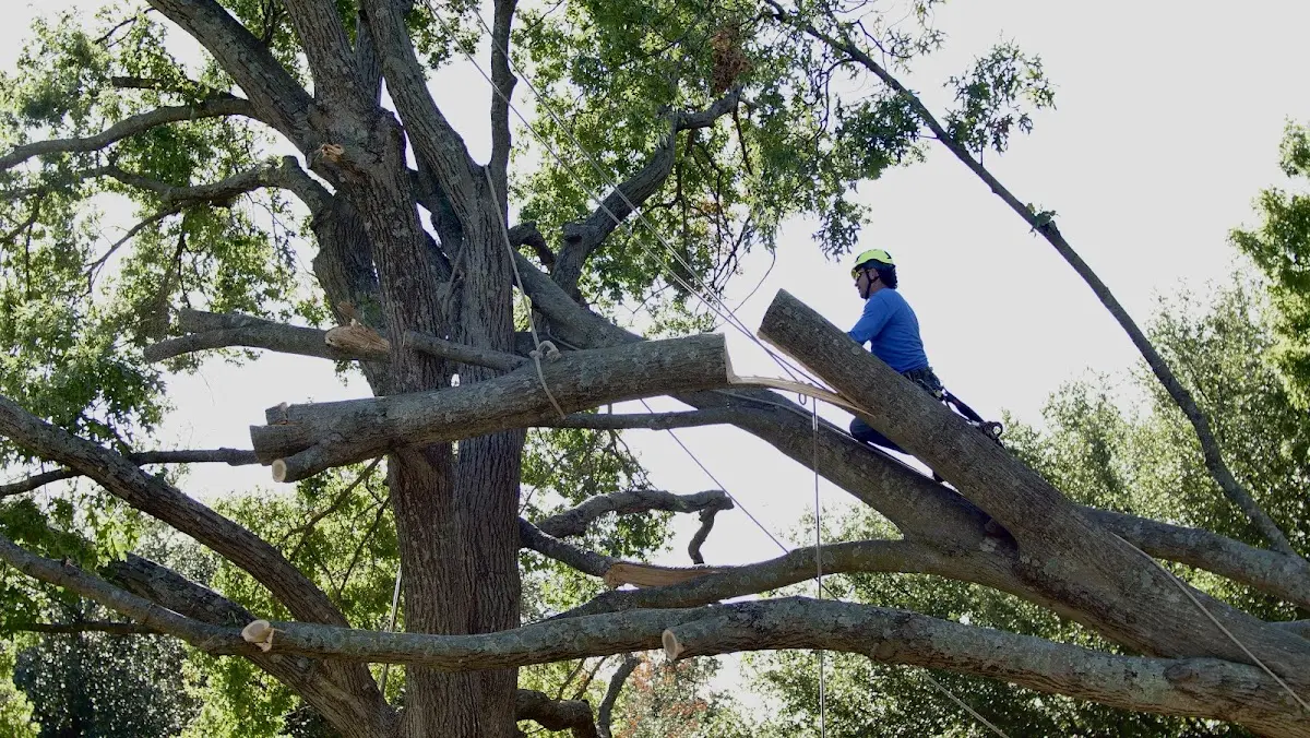 Professional Crown Thinning performed by certified arborists in Amalia