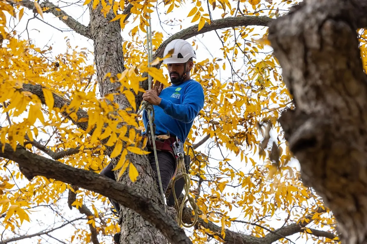 Skilled Tree Transplanting crew working in Amalia